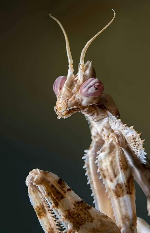 alien insects mantis