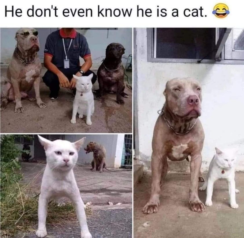 he don t even know he a cat - He don't even know he is a cat. a .
