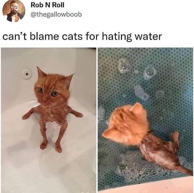 can t blame cats for hating water - Rob N Roll can't blame cats for hating water