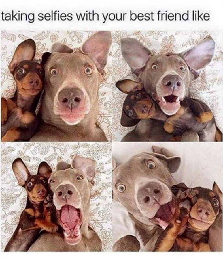 dog friend memes - taking selfies with your best friend