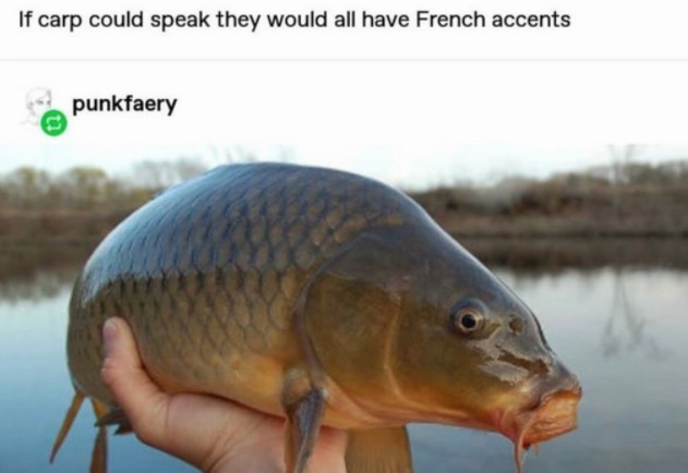 carp twitter - If carp could speak they would all have French accents punkfaery