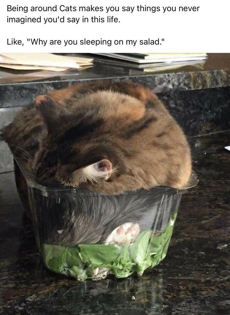 cat salad - Being around Cats makes you say things you never imagined you'd say in this life. , "Why are you sleeping on my salad." dom Twf