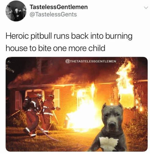 heroic pitbull - Tasteless Gentlemen Heroic pitbull runs back into burning house to bite one more child ,