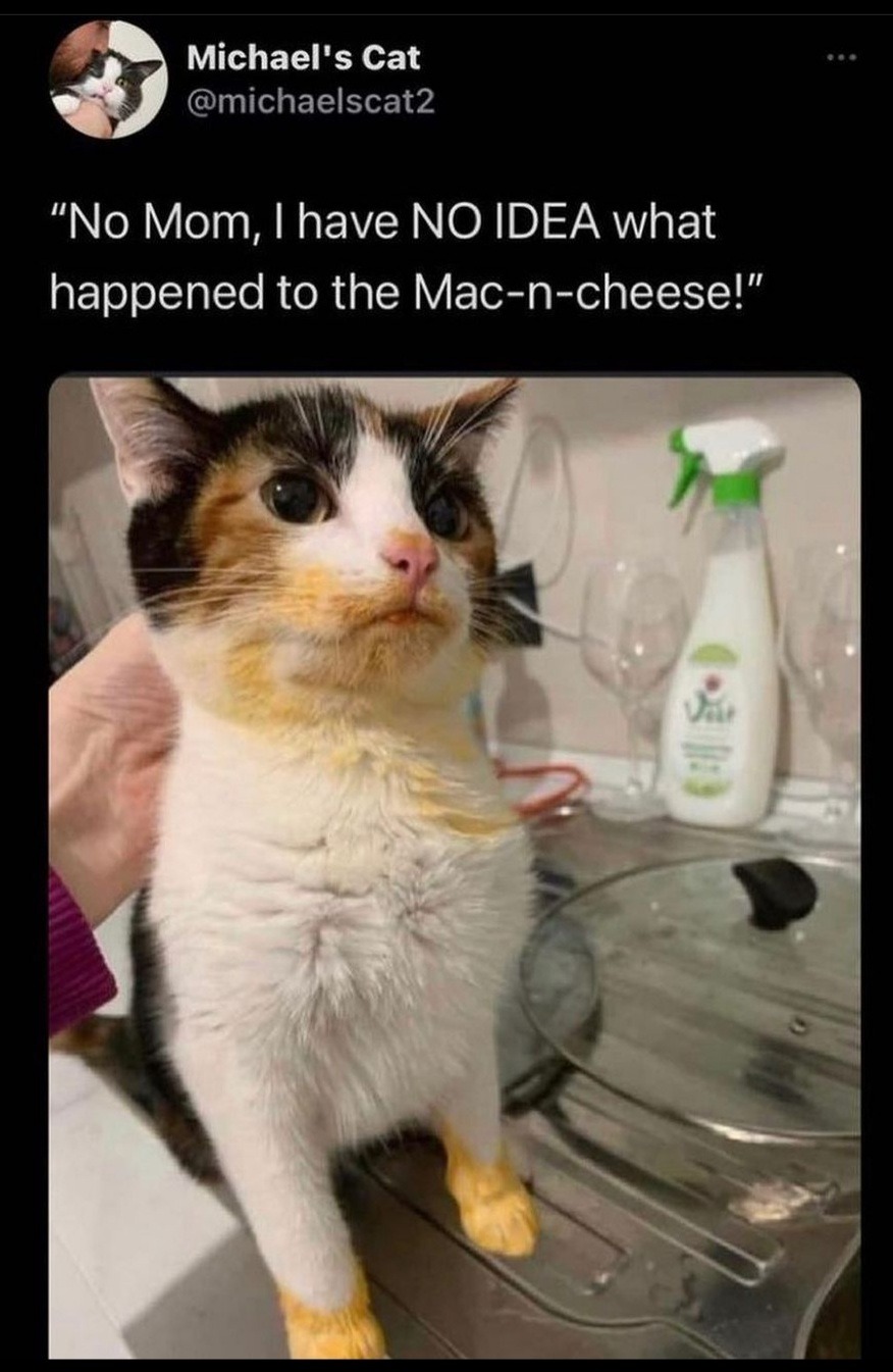 mac and cheese thief - Michael's Cat No Mom, I have No Idea what happened to the Macncheese!"
