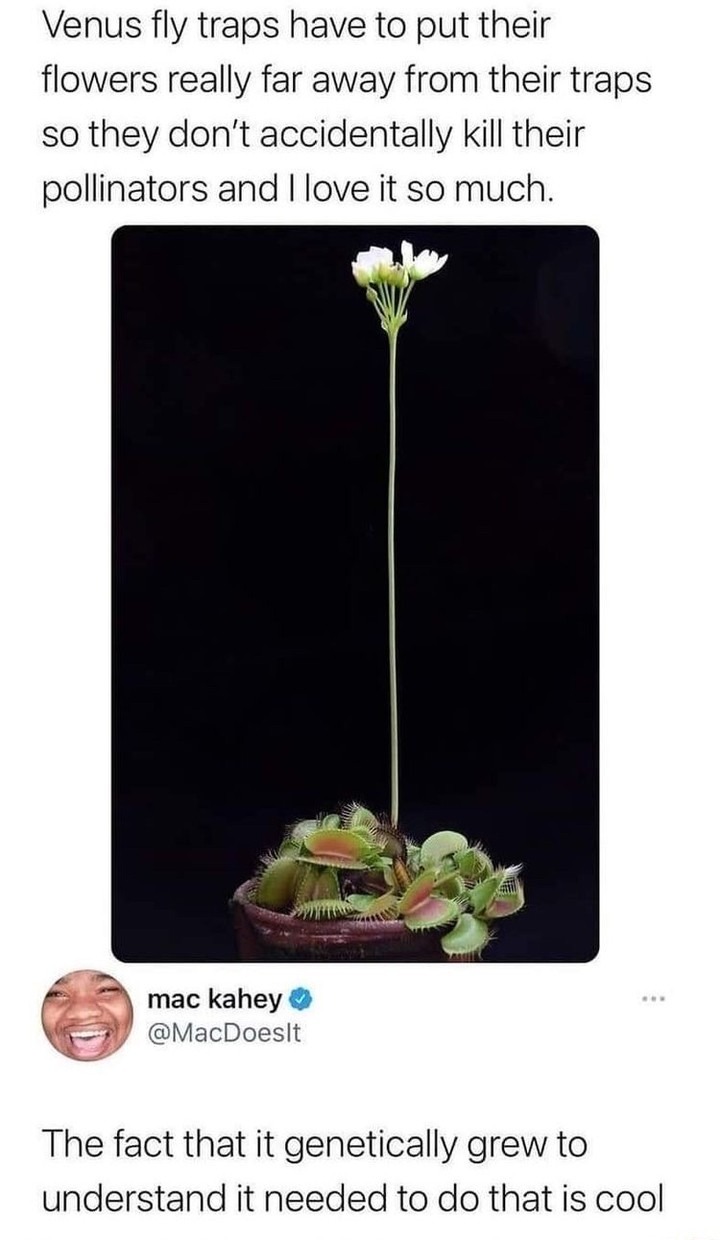 r damnthatsinteresting - Venus fly traps have to put their flowers really far away from their traps so they don't accidentally kill their pollinators and I love it so much. mac kahey The fact that it genetically grew to understand it needed to do that is 