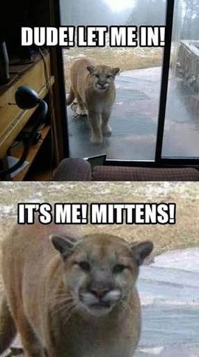 funny randoms  --  its me mittens meme - Dude! Let Mein! It'S Me! Mittens!