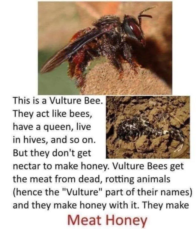 vulture bees - This is a Vulture Bee. They act bees, have a queen, live in hives, and so on. But they don't get nectar to make honey. Vulture Bees get the meat from dead, rotting animals hence the