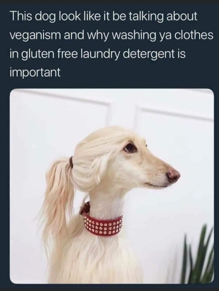 afghan hound meme - This dog look it be talking about veganism and why washing ya clothes in gluten free laundry detergent is important