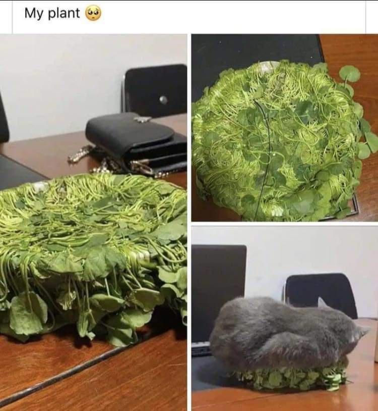 cat sitting on plant meme - My plant