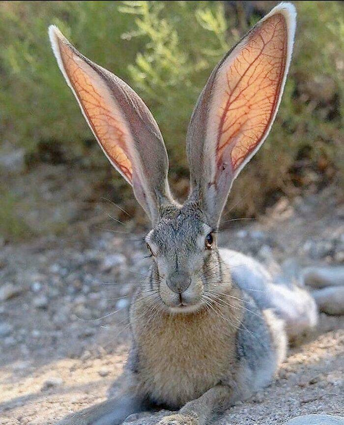 rabbit with huge ears