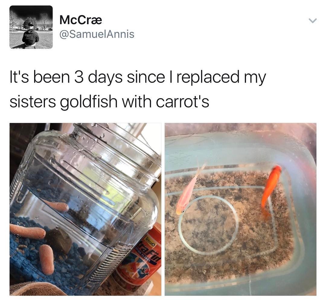 fresh randoms - perlato granite -  McCr It's been 3 days since I replaced my sisters goldfish with carrot's letra Bhish Flakes