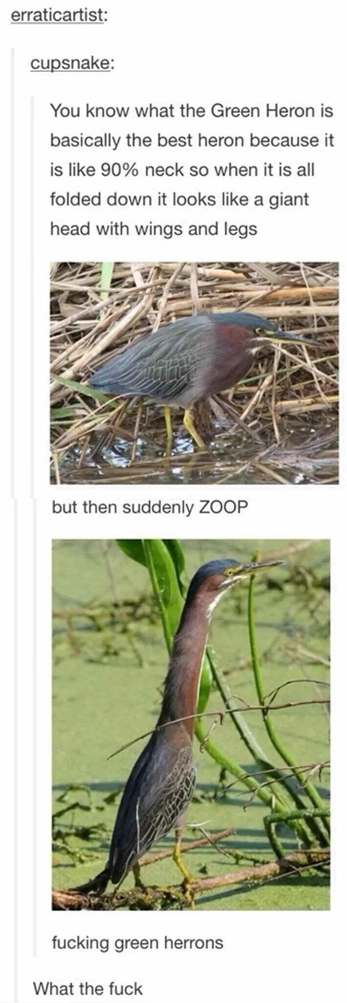 green heron meme - erraticartist cupsnake You know what the Green Heron is basically the best heron because it is 90% neck so when it is all folded down it looks a giant head with wings and legs but then suddenly Zoop fucking green herrons What the fuck