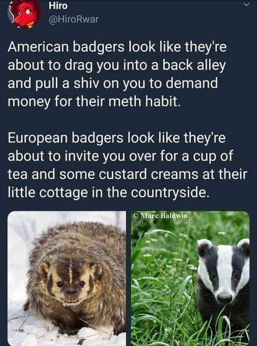 american badger vs european badger - Hiro American badgers look they're about to drag you into a back alley and pull a shiv on you to demand money for their meth habit. European badgers look they're about to invite you over for a cup of tea and some custa