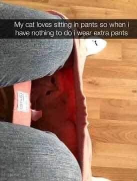 dank memes - snickers pants memes - My cat loves sitting in pants so when i have nothing to do i wear extra pants