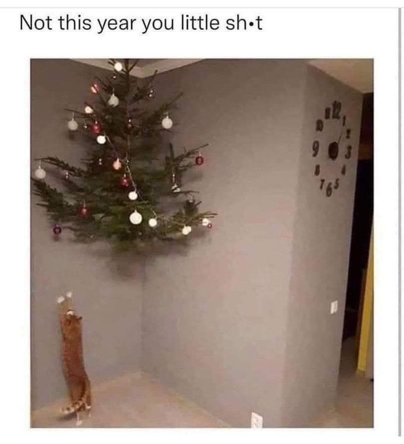 dank memes - cat owner christmas tree - Not this year you little shot 18!