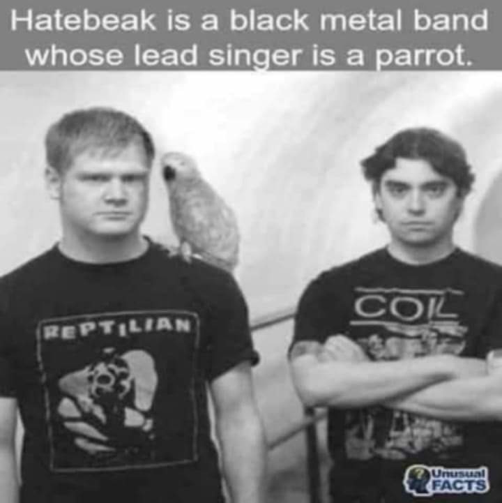 cool randoms  - Heavy metal - Hatebeak is a black metal band whose lead singer is a parrot. Col Reptilian Unusual Facts