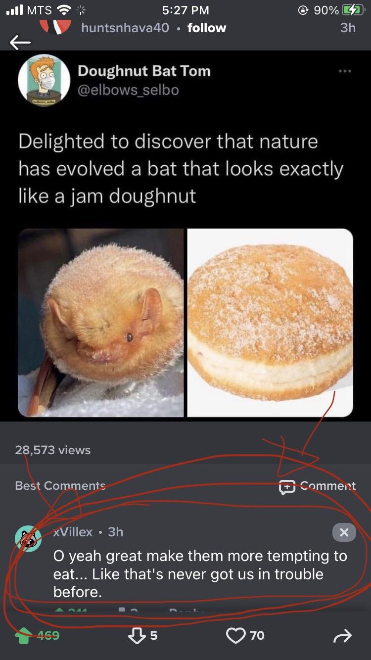 cool randoms  - recipe - Mts huntsnhava40 @ 90% G2 3h Doughnut Bat Tom Delighted to discover that nature has evolved a bat that looks exactly a jam doughnut 28,573 views Best Comment xVillex. 3h O yeah great make them more tempting to eat... that's never 