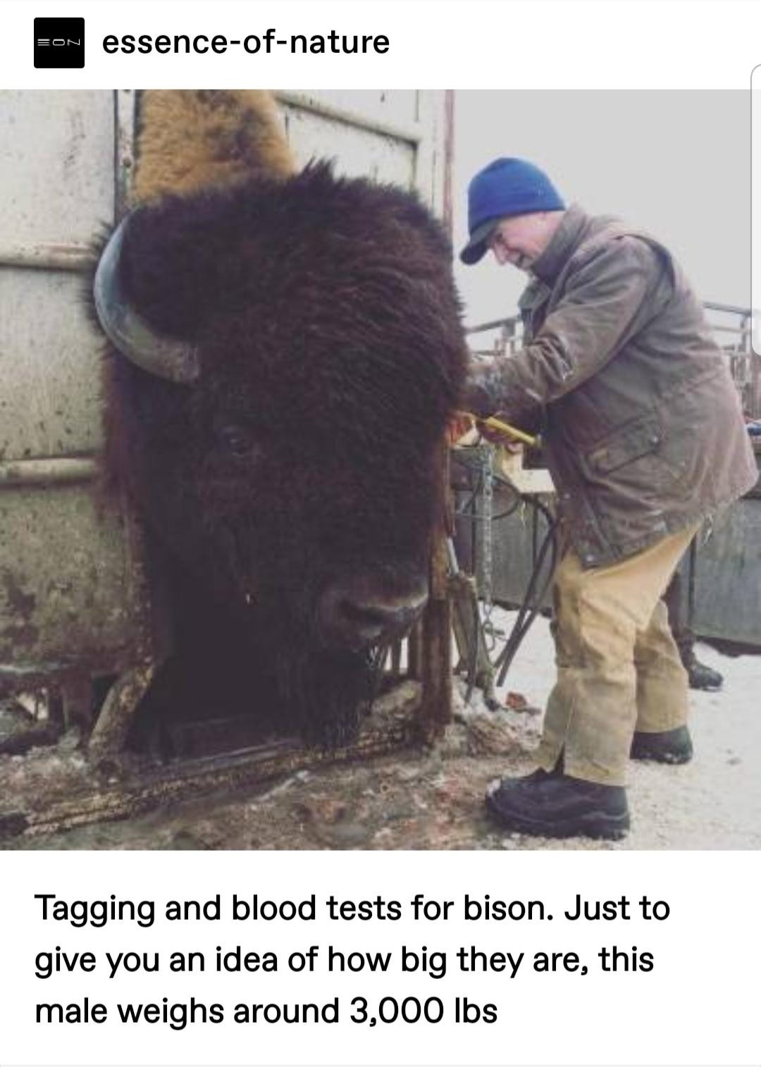 cool randoms  - absolute unit - On essenceofnature Tagging and blood tests for bison. Just to give you an idea of how big they are, this male weighs around 3,000 lbs