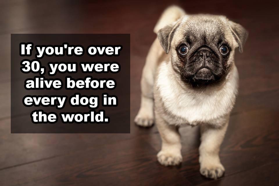 cool randoms  - weird shower thoughts - If you're over 30, you were alive before every dog in the world.