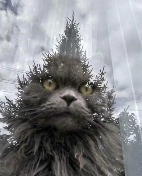 cat looking out a window becomes a mythical tree creature