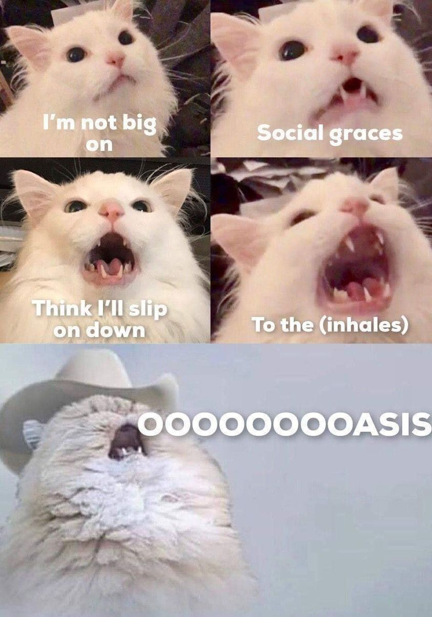 friends in low places cat meme - I'm not big Social graces on Think I'll slip on down To the inhales Ooooooooasis
