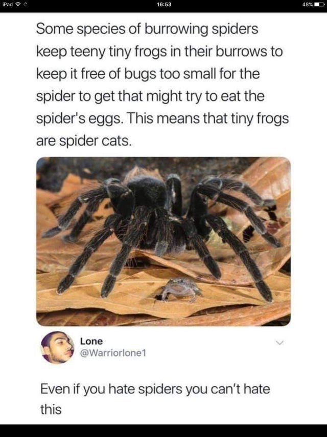 r brandnewsentence - iPad 48% Some species of burrowing spiders keep teeny tiny frogs in their burrows to keep it free of bugs too small for the spider to get that might try to eat the spider's eggs. This means that tiny frogs are spider cats. Lone Even i