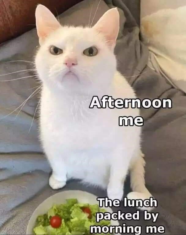 angry cat salad meme - Afternoon me The lunch packed by morning me