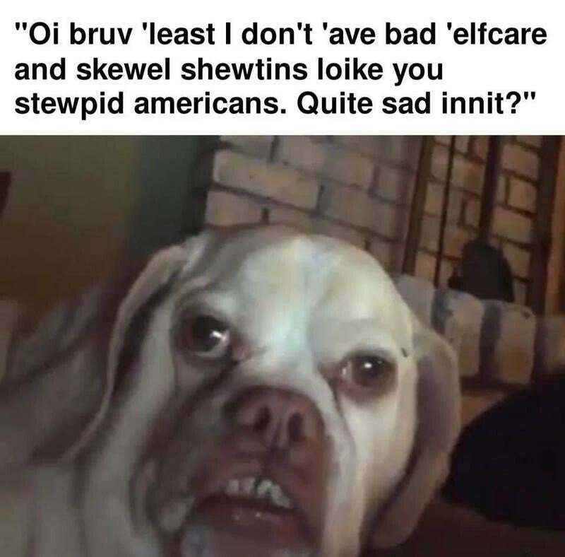 british dog tiktok - "Oi bruv 'least I don't 'ave bad 'elfcare and skewel shewtins loike you stewpid americans. Quite sad innit?"