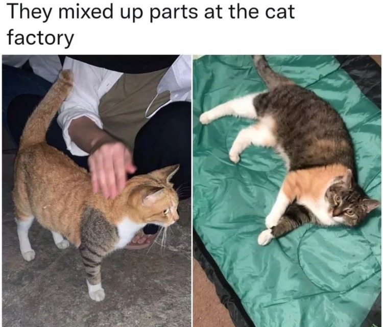 Cat - They mixed up parts at the cat factory