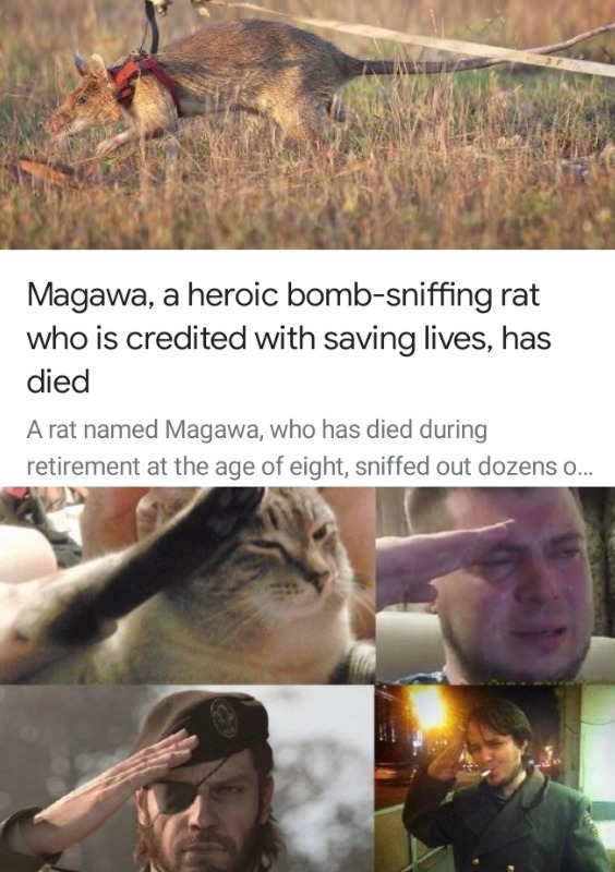 what's your weakness her tears what's your strength her smile - 120 Magawa, a heroic bombsniffing rat who is credited with saving lives, has died A rat named Magawa, who has died during retirement at the age of eight, sniffed out dozens o...