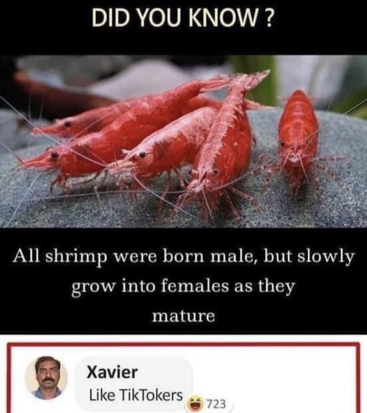 all shrimp were born male - Did You Know? All shrimp were born male, but slowly grow into females as they mature Xavier TikTokers 723