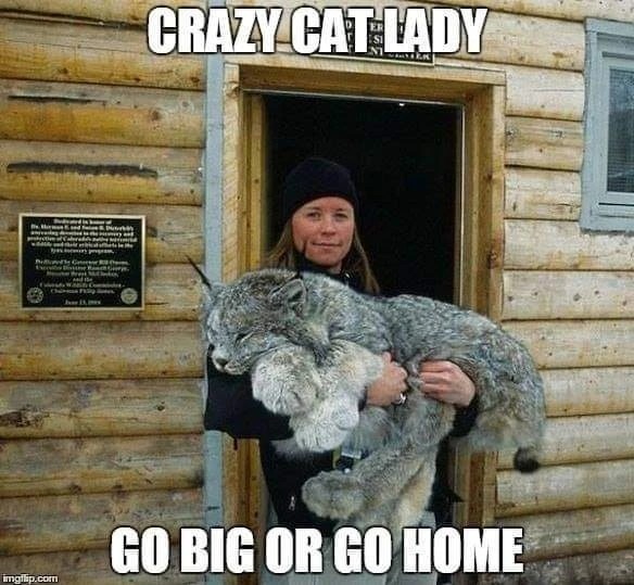 funny memes - fun pics - rescued canadian lynx - Crazy Cat Lady Brander S. Go Big Or Go Home imgflip.com