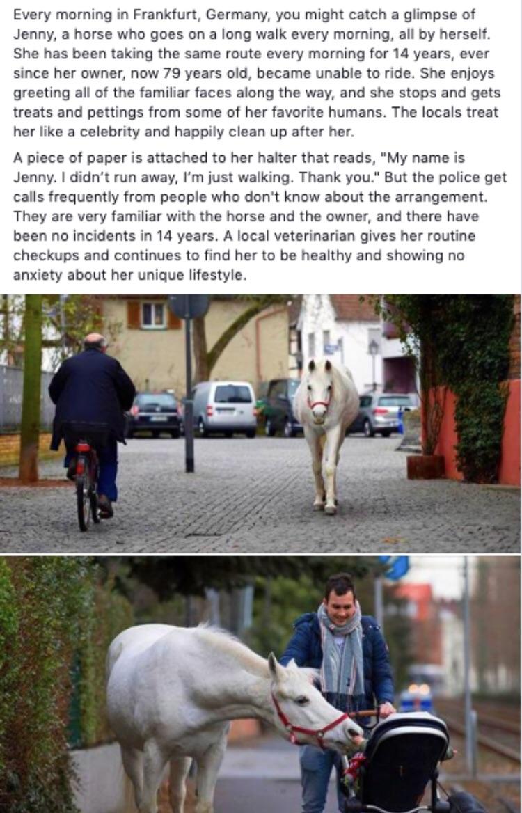 frankfurt am main memes - Every morning in Frankfurt, Germany, you might catch a glimpse of Jenny, a horse who goes on a long walk every morning, all by herself. She has been taking the same route every morning for 14 years, ever since her owner, now 79 y