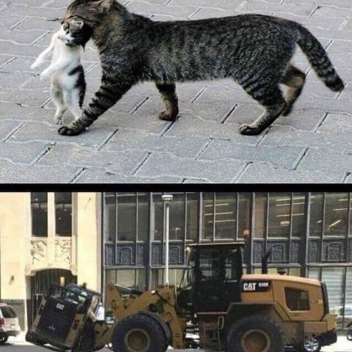 cat carrying cat meme - Cat Cat