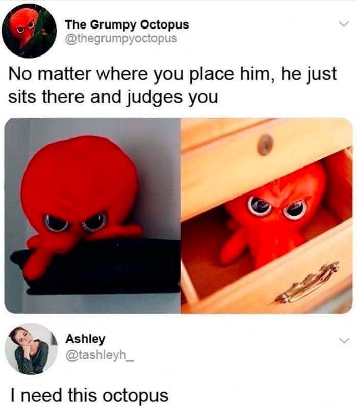 cool pics and memes - grumpy octopus - The Grumpy Octopus No matter where you place him, he just sits there and judges you Ashley I need this octopus