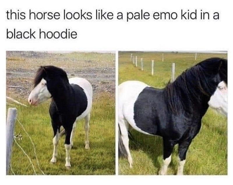 cool pics and memes - horse looks like a pale emo kid - this horse looks a pale emo kid in a black hoodie
