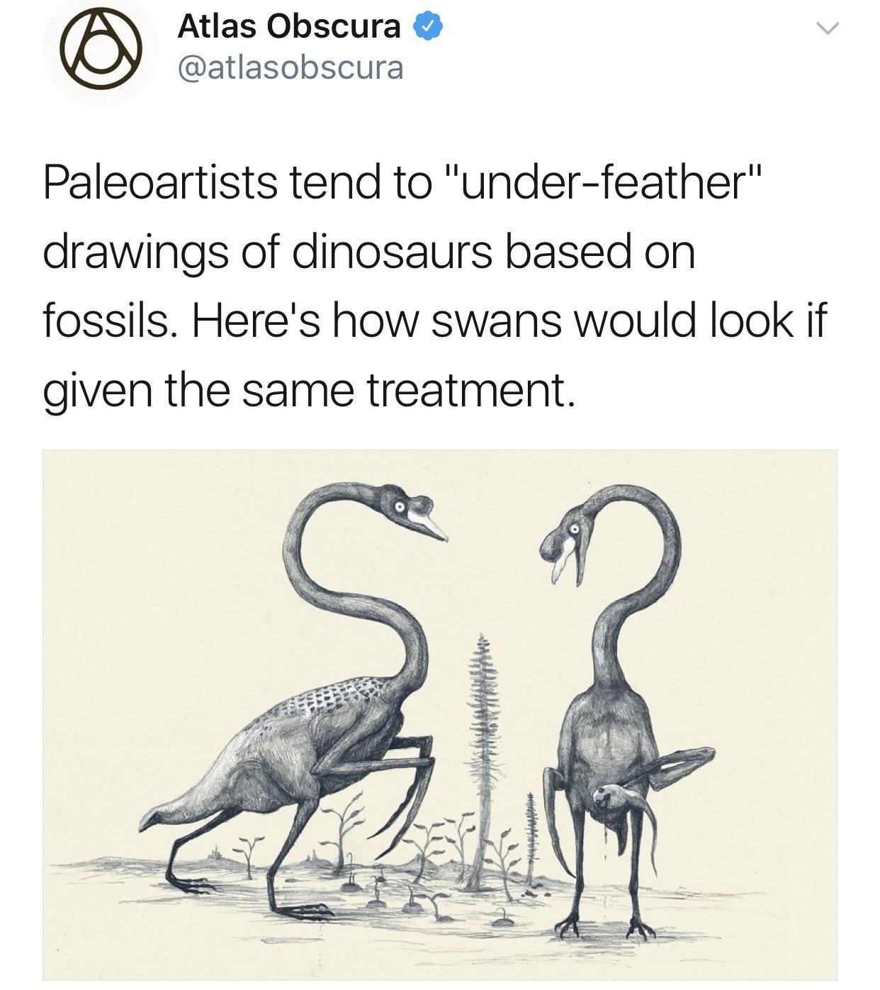 cool pics and memes - dinosaurs under feathered - Atlas Obscura Paleoartists tend to "underfeather" drawings of dinosaurs based on fossils. Here's how swans would look if given the same treatment. S