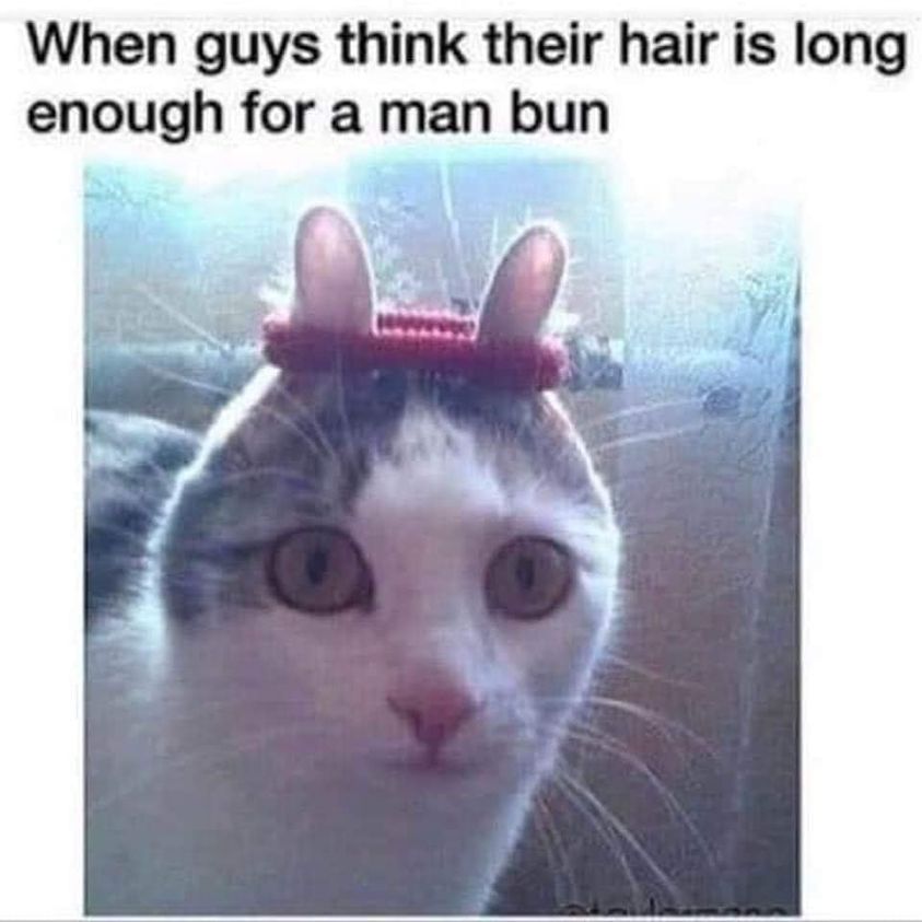 cat funny - When guys think their hair is long enough for a man bun