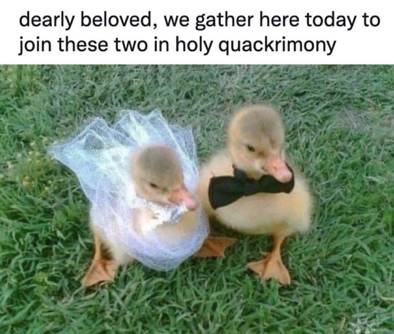 random memes and pics - ducks getting married - dearly beloved, we gather here today to join these two in holy quackrimony