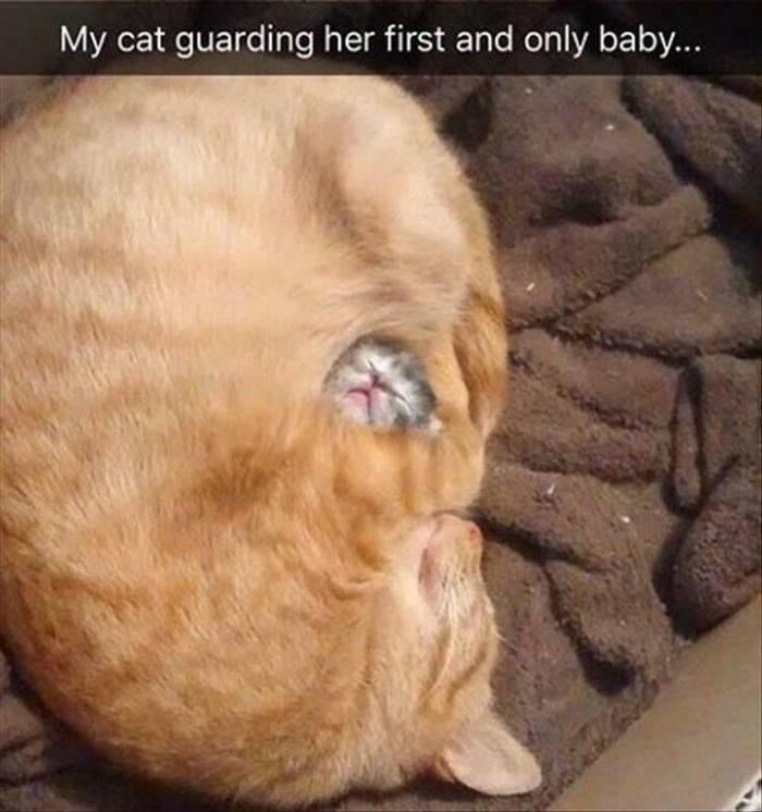 random memes and pics - baby cat meme - My cat guarding her first and only baby...