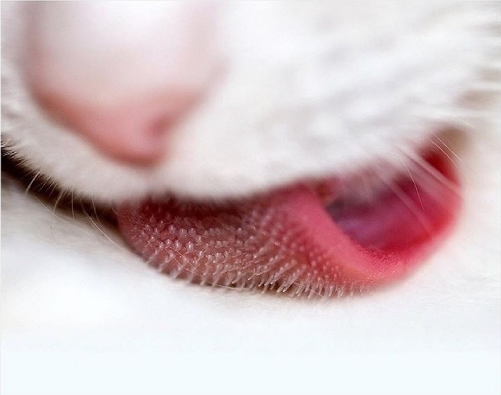 monday morning randomness - cat tongue macro