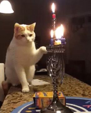 fun randoms - cat candle gif