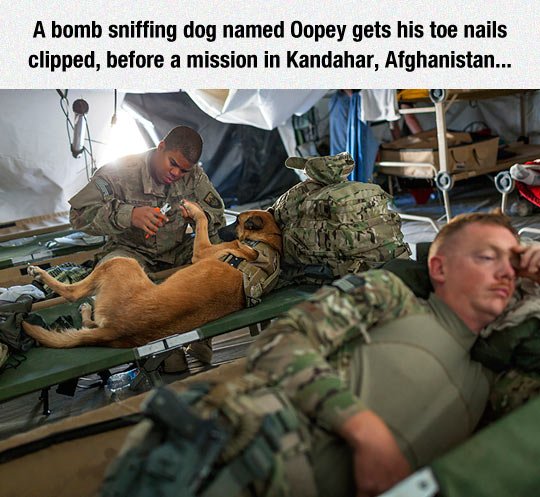 fun randoms - zenit and jose - A bomb sniffing dog named Oopey gets his toe nails clipped, before a mission in Kandahar, Afghanistan...