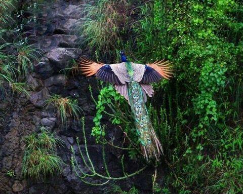 fun randoms - flying peacock