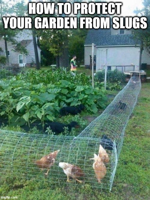 awesome randoms  - chicken coop ideas - How To Protect Your Garden From Slugs imgflip.com