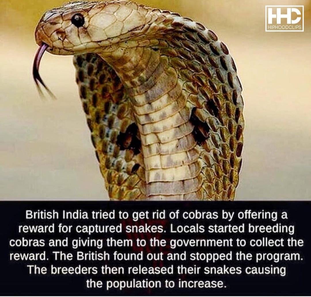 fun randoms - funny photos - cobra effect - Fhc Hiphoodclips British India tried to get rid of cobras by offering a reward for captured snakes. Locals started breeding cobras and giving them to the government to collect the reward. The British found out a