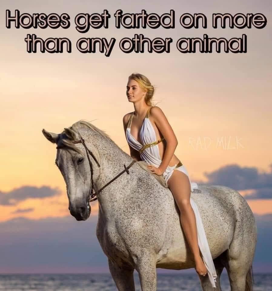 funny memes and random pics - horses get farted on more than any other animal - Horses get farted on more than any other animal Rad Milk