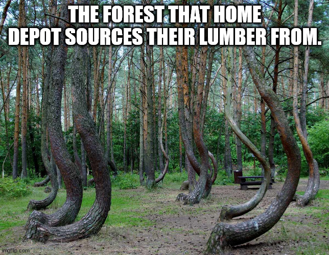 funny memes and random pics - crooked forest - The Forest That Home Depot Sources Their Lumber From. imgflip.com
