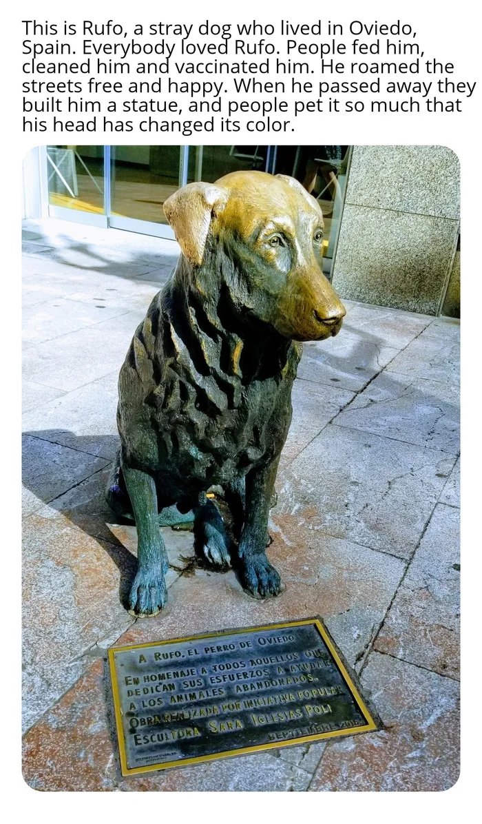 funny memes and random pics - rufo dog - This is Rufo, a stray dog who lived in Oviedo, Spain. Everybody loved Rufo. People fed him, cleaned him and vaccinated him. He roamed the streets free and happy. When he passed away they built him a statue, and peo