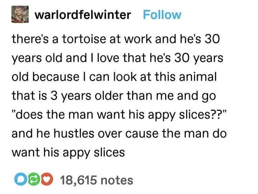 funny pics - tortoise appy slices - warlordfelwinter there's a tortoise at work and he's 30 years old and I love that he's 30 years old because I can look at this animal that is 3 years older than me and go "does the man want his appy slices??" and he hus